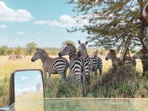 Foresight Eco Lodge & Safari