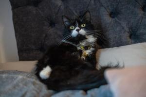 Cavendish Cat and Gaming House