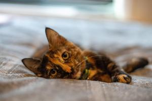 Cavendish Cat and Gaming House