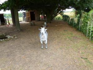 Maisons de vacances Gite Saligny-sur-Roudon, 3 pieces, 5 personnes - FR-1-489-121 : photos des chambres