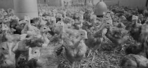 Maisons d'hotes AU NID DOUILLET DE LA FERME CHAUVET : photos des chambres
