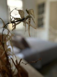 The Old Town Heritage House