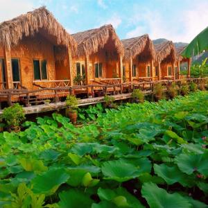 Hang Múa Lotus Homestay