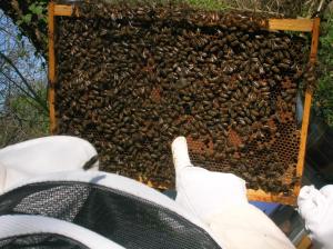 Apigîte68, proche route des vins, Vosges, Colmar et non loin dEuropa-Park!