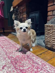 Historic Cottage in the Heart of Old Aberdeen.