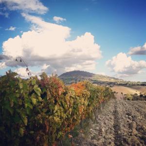 Agriturismo LAntico Oliveto