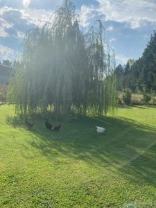 Sejours a la campagne Le Mas des Mirabelles : photos des chambres