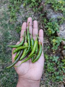 Clan BoHo - A village Rooted Community Homestay tucked between Waterfalls, Offering Wholesome Farm-to-Table Meals