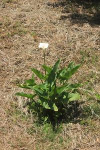 Apartments and rooms with parking space Srebreno, Dubrovnik - 8959