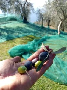 Casetta delle olive