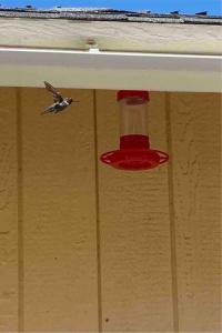 Waxberry Getaway SequoiaKings Canyon National Pks