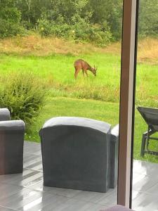 Maisons de vacances Maison au coeur des etangs de Sologne avec SPA , Domaine de Sainte-Marie : photos des chambres