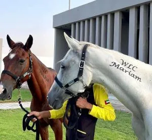 Aayan Resort - Al Suyoh