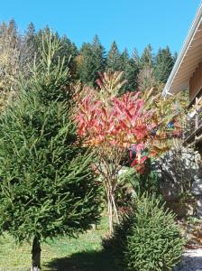 B&B / Chambres d'hotes L'Eden de Floridylle : photos des chambres