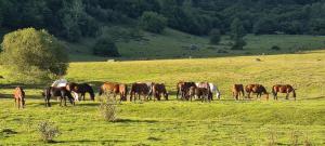 Chalets Chalet de Moulaprat Aste-Beon pres de Laruns et Gourette : photos des chambres