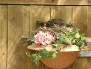 Haus mit Lilie und Rose