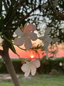 Casa Barbara Sardinia img22