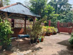 Peace Lily Studio Apartments Panglao