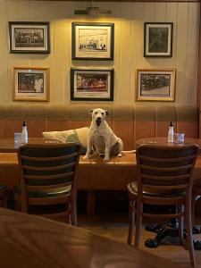 Stoneyford Luxurious Cabins