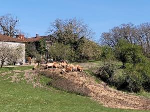 Maisons de vacances Authentiek landhuis met zwembad in Dordogne. : photos des chambres