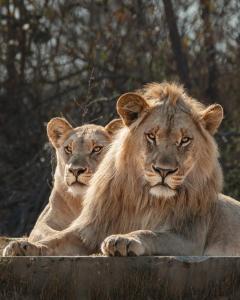 Shambala Private Game Reserve