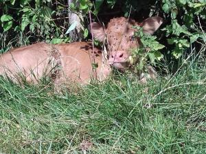 Gîte de charme rénové avec cheminée, terrasse et proche randonnées - Capacité 13 pers. - FR-1-410-179