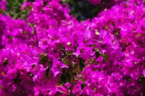Le bougainvillea 1