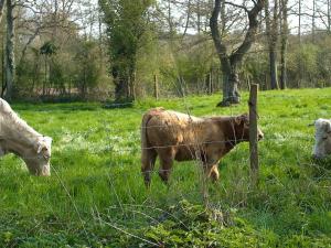Maison Indépendante 5 Chambres avec Jardin - Animaux Bienvenus - FR-1-581-75