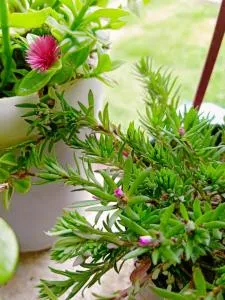 Samriddhi Homestay - Ranikhet