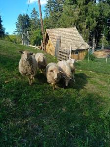 Maisons de vacances L'Estive, gite a la ferme en montagne : photos des chambres