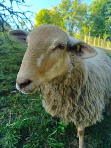 Maisons de vacances L'Estive, gite a la ferme en montagne : photos des chambres