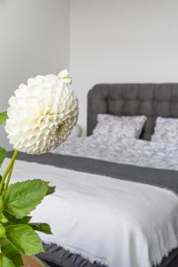 Library House "Bibliotekas nams" - Apartment with Park View