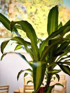 Appartements Loft Menorca & Spa 5 etoiles au coeur de Nancy : photos des chambres