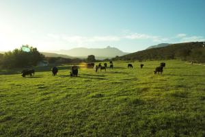 Zeekoegat Historical Homestead