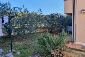 Apartments Labinac in Vabriga with garden close to sea