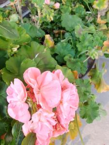 Pensiunea Casa Doamnei