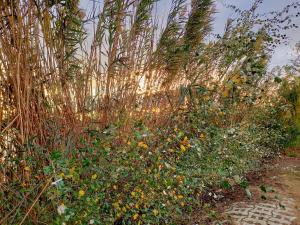 LHotelet del Delta - adults