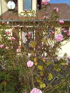 Maisons de vacances gite des Hortensias : photos des chambres