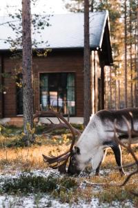 Raanakka House - Premium Villa at Levi