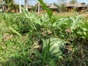 Discovery Mekong locals life - Breakfast TwoBoatTours Included for 2nights