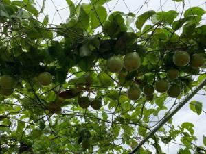 Discovery Mekong locals life - Breakfast TwoBoatTours Included for 2nights