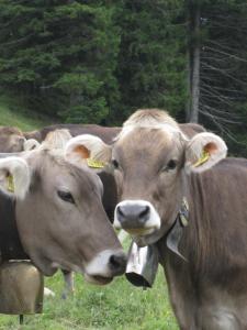 Gästehaus Bergfrieden
