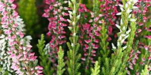 Appartements Gite de Montagne 