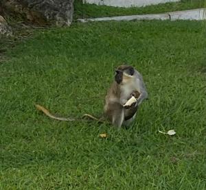Barbados Luxury Villa with Pool