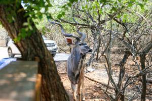 Khaya Romantica - Bush getaway