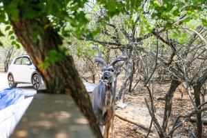 Khaya Romantica - Bush getaway