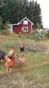 Stuga Åsnagård - Gräsmark