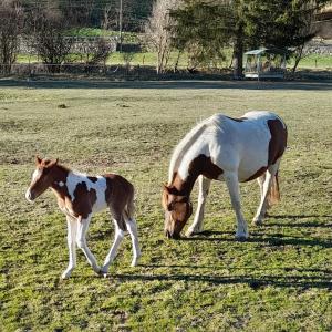 Soggiorno Vacanze Stella Alpina