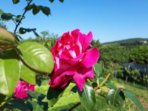 Lavanderin Apartment