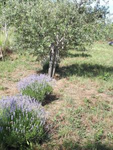 Lavanderin Apartment 